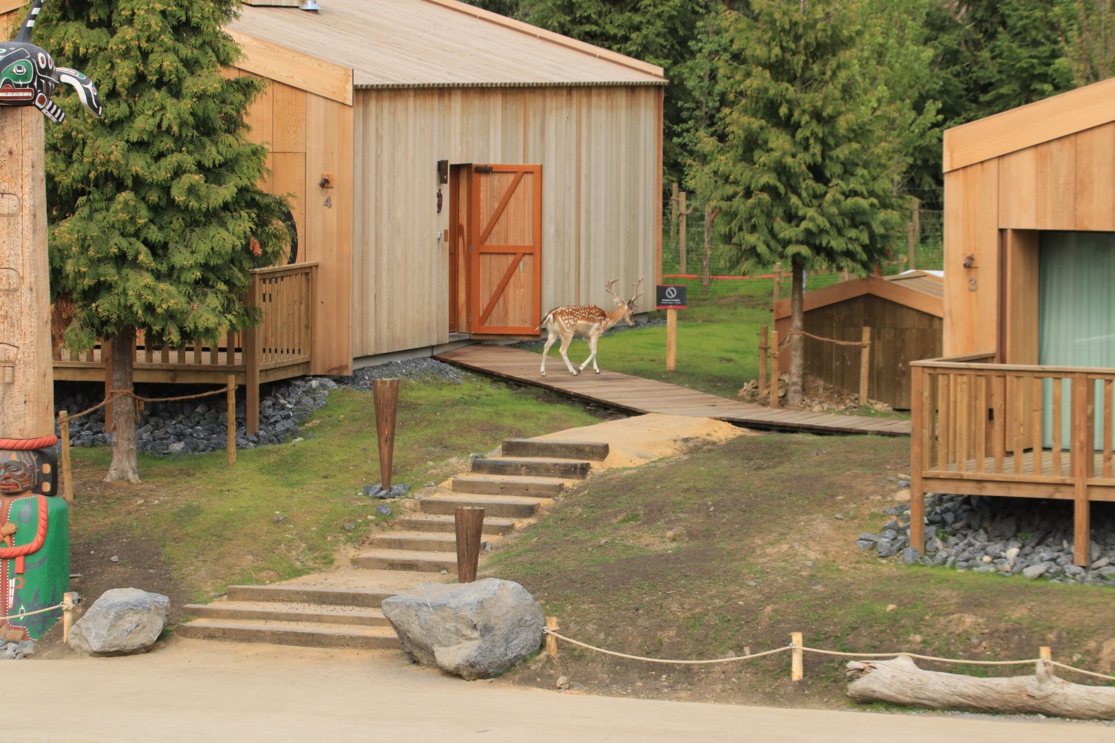 European Fallow Deer walking by the new native village (July 2019)