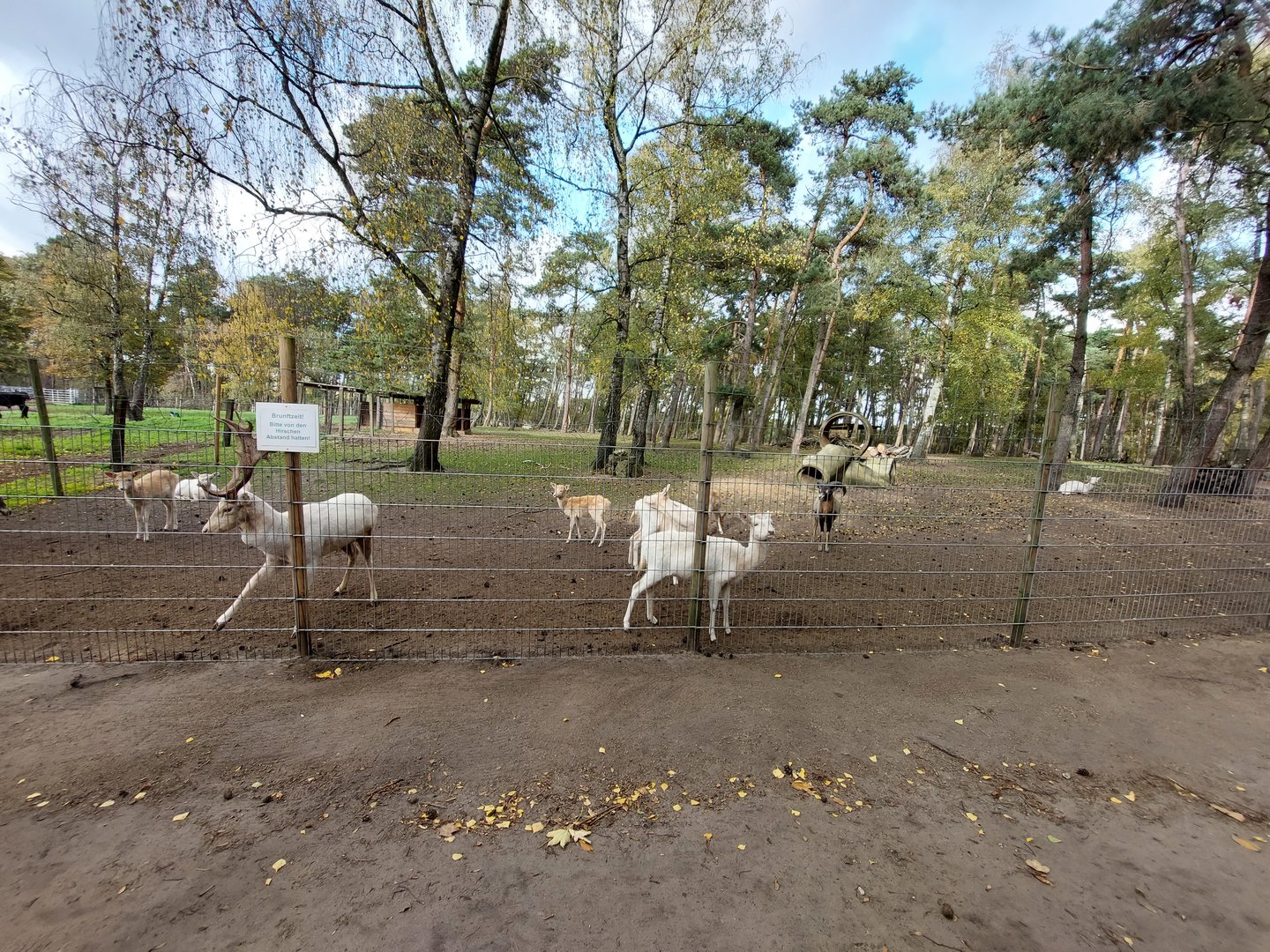 European fallow deer (withe morph) and european mouflons