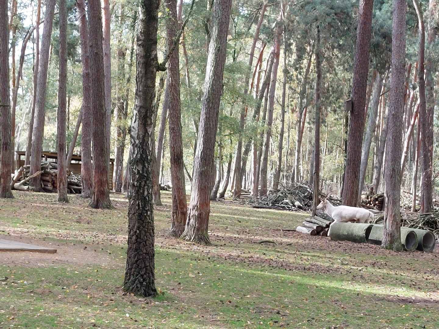 European fallow deer (withe morph) and european mouflons