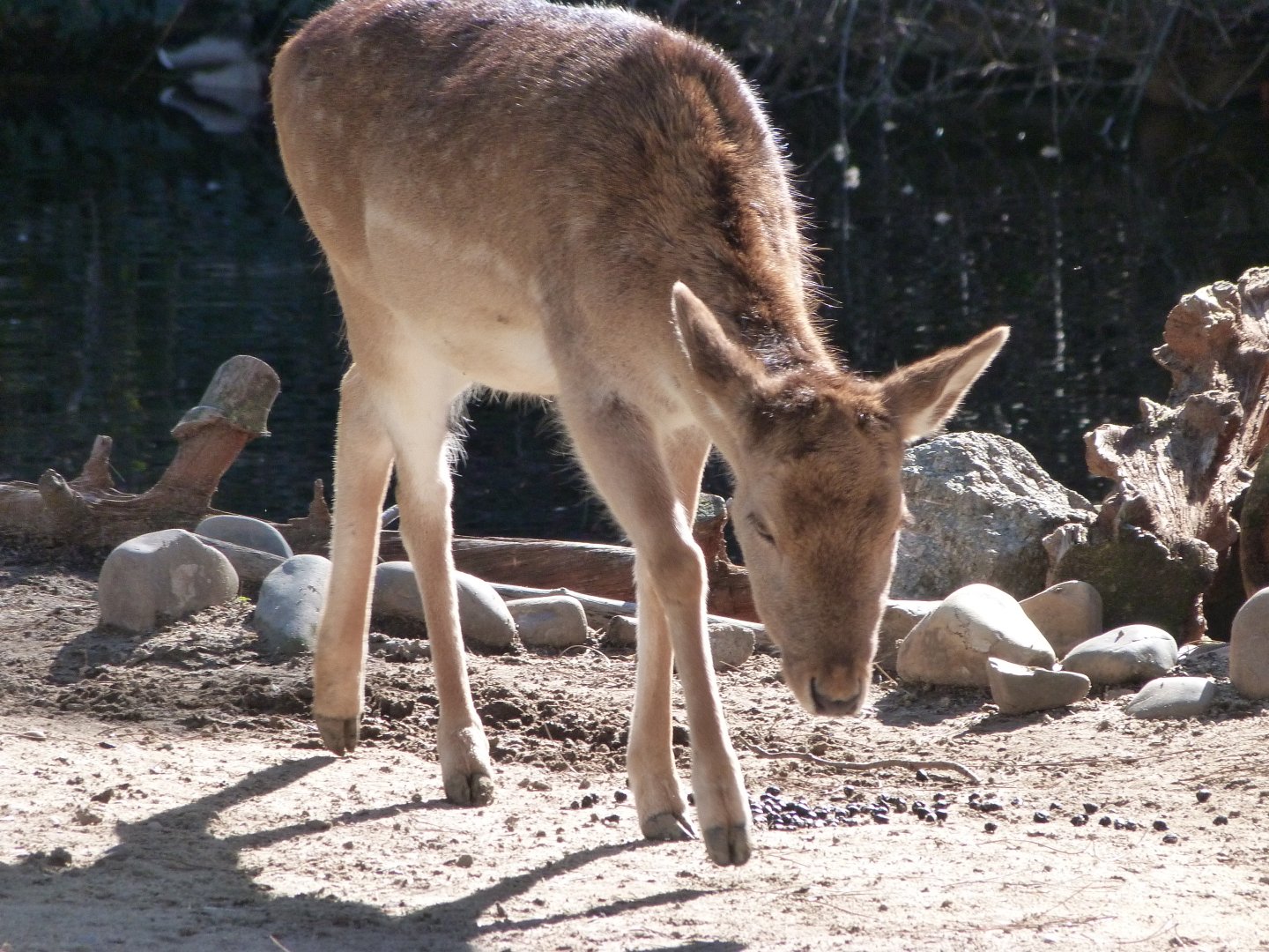 European fallow deer -Zoo Aquarium de Madrid (2025)