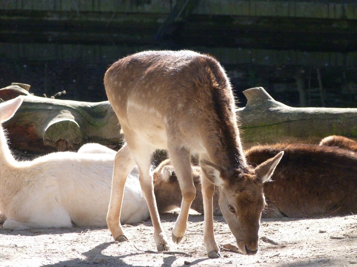 European fallow deer -Zoo Aquarium de Madrid (2025)