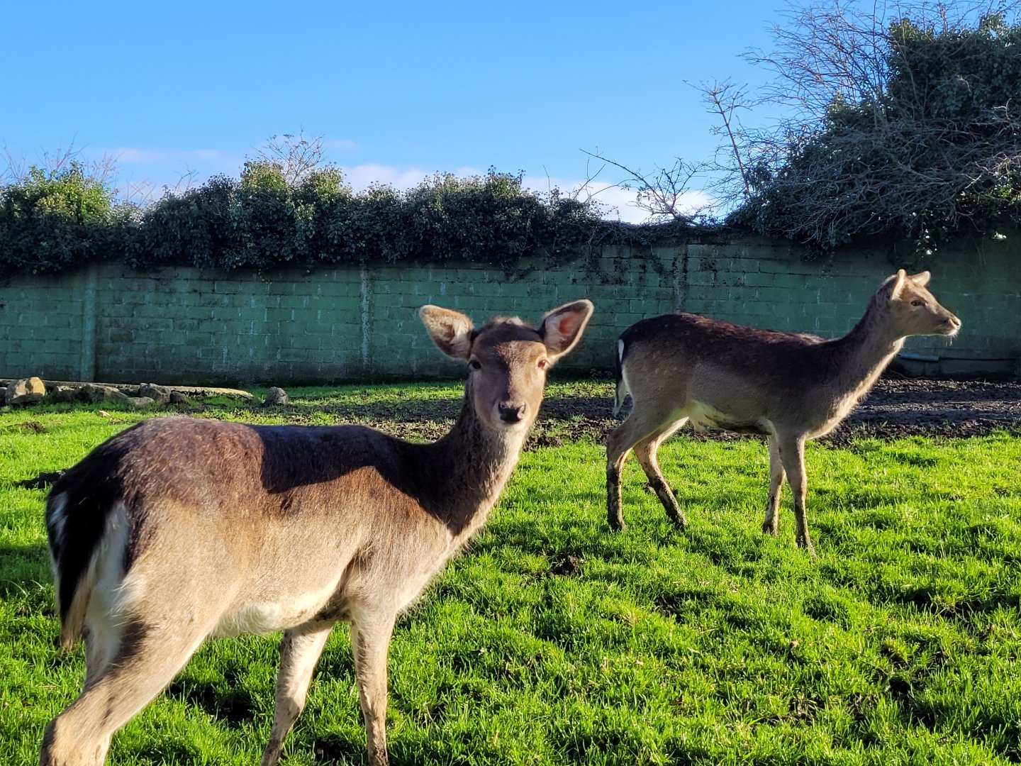 European fallow deer -Zoo de Santillana del Mar (2023)