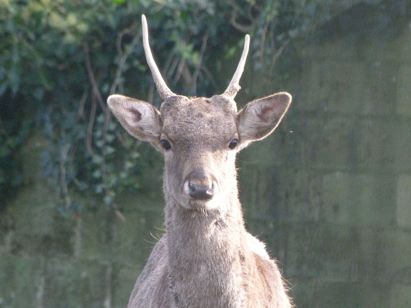 European fallow deer -Zoo de Santillana del Mar (2024)