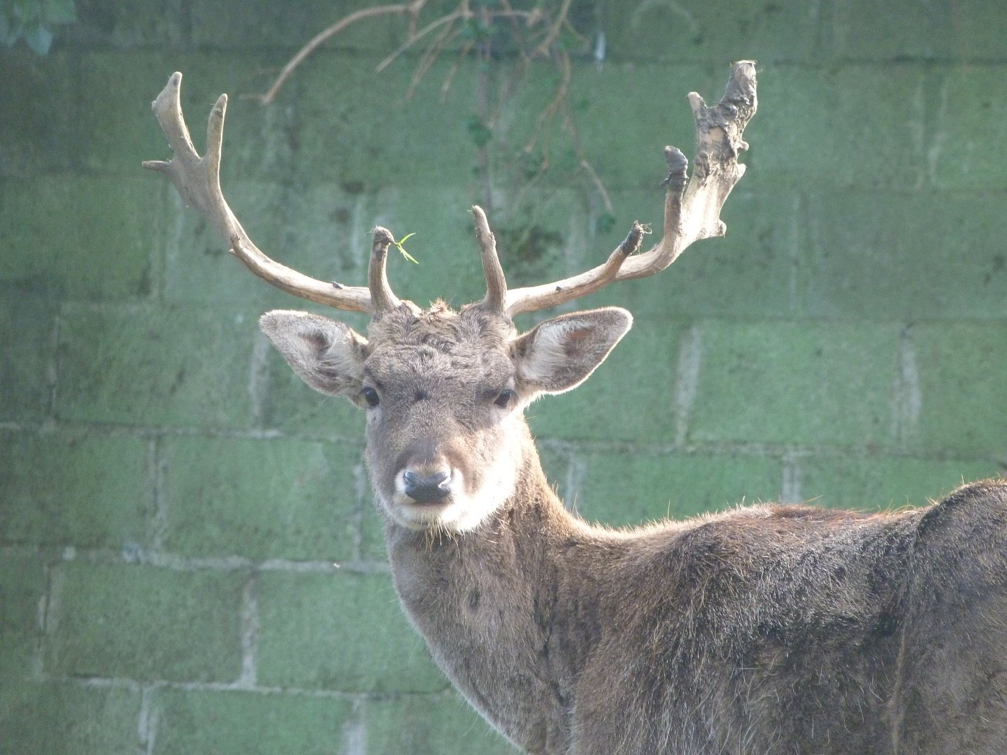 European fallow deer -Zoo de Santillana del Mar (2024)