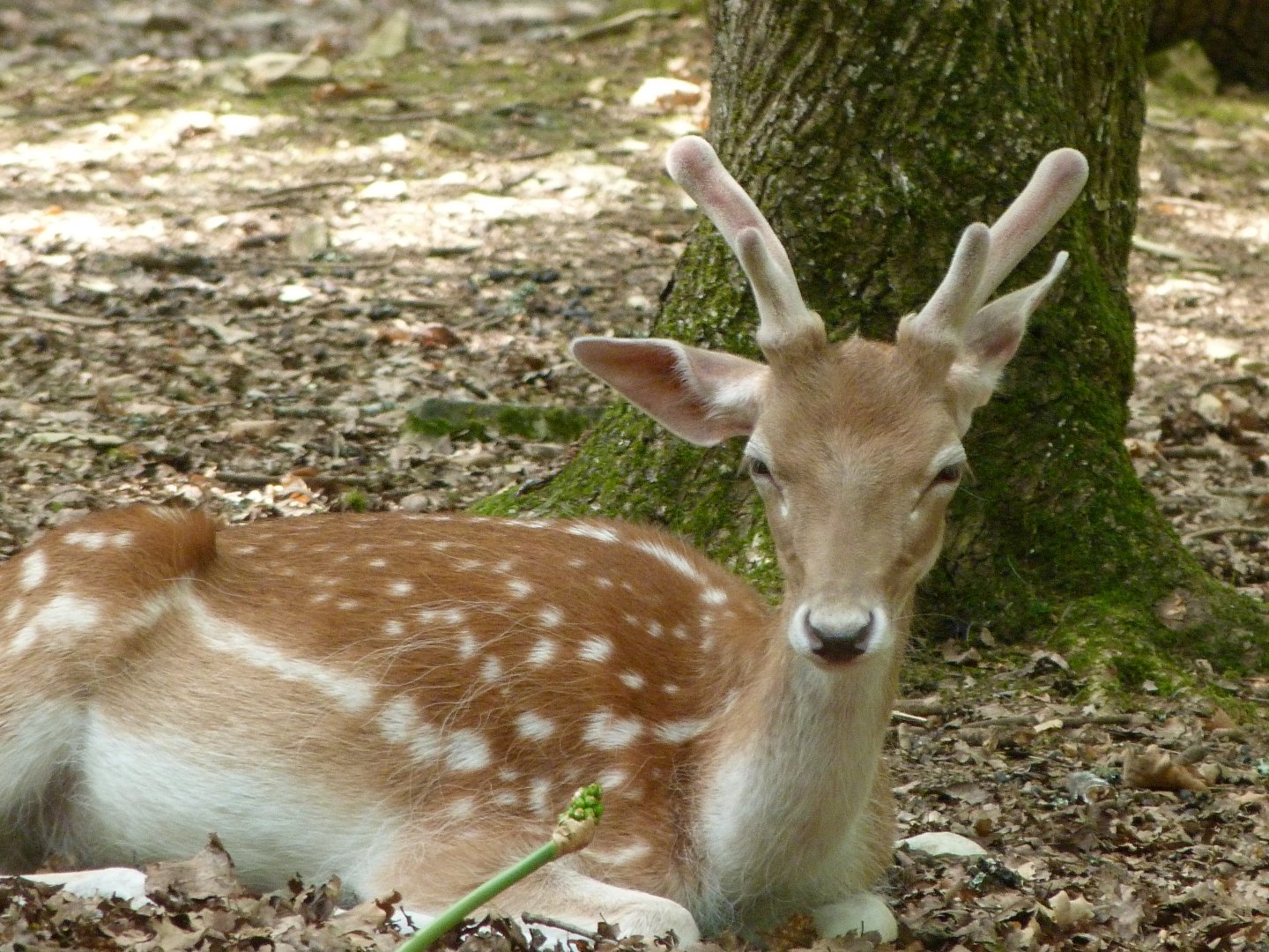 European fallow deer -Zoodyssée (2025)