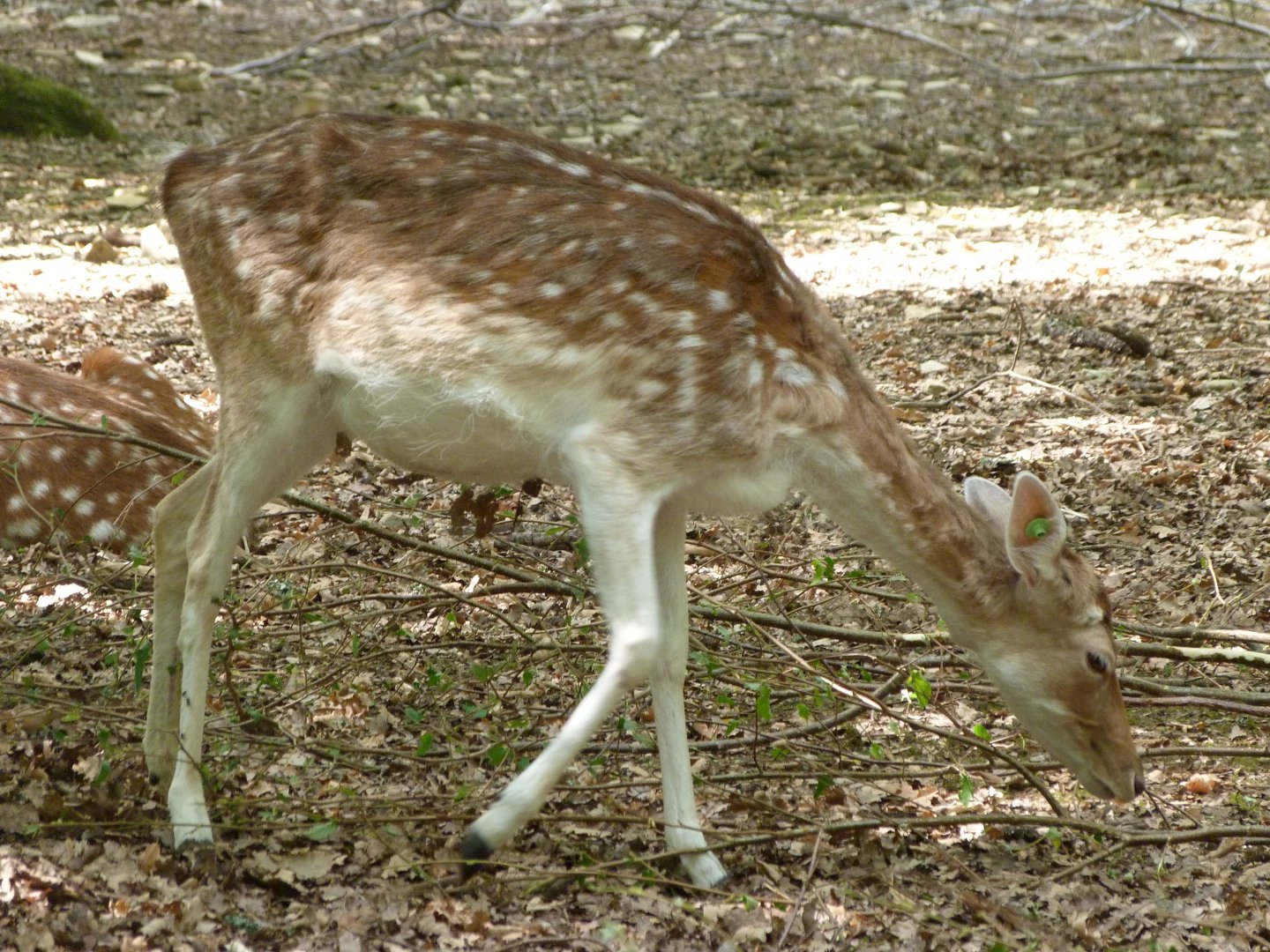 European fallow deer -Zoodyssée (2025)