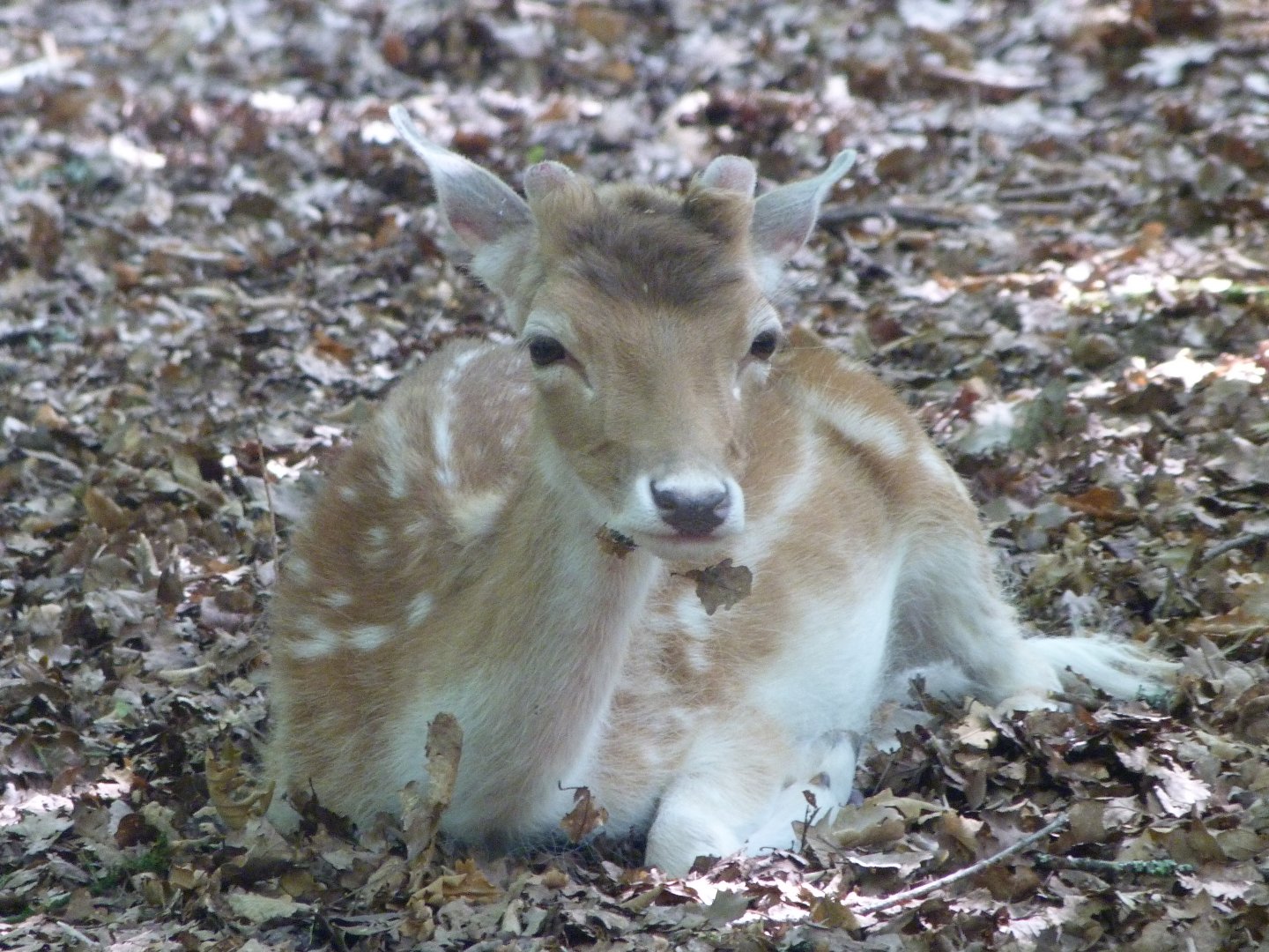 European fallow deer -Zoodyssée (2025)