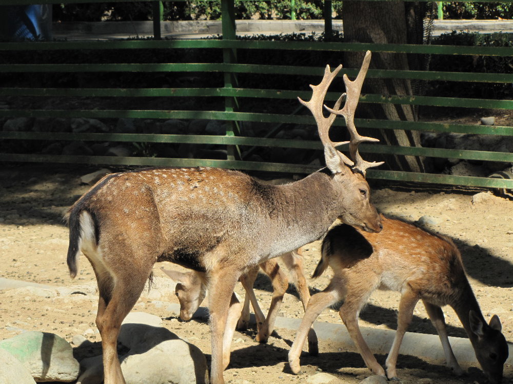 European fallow deer