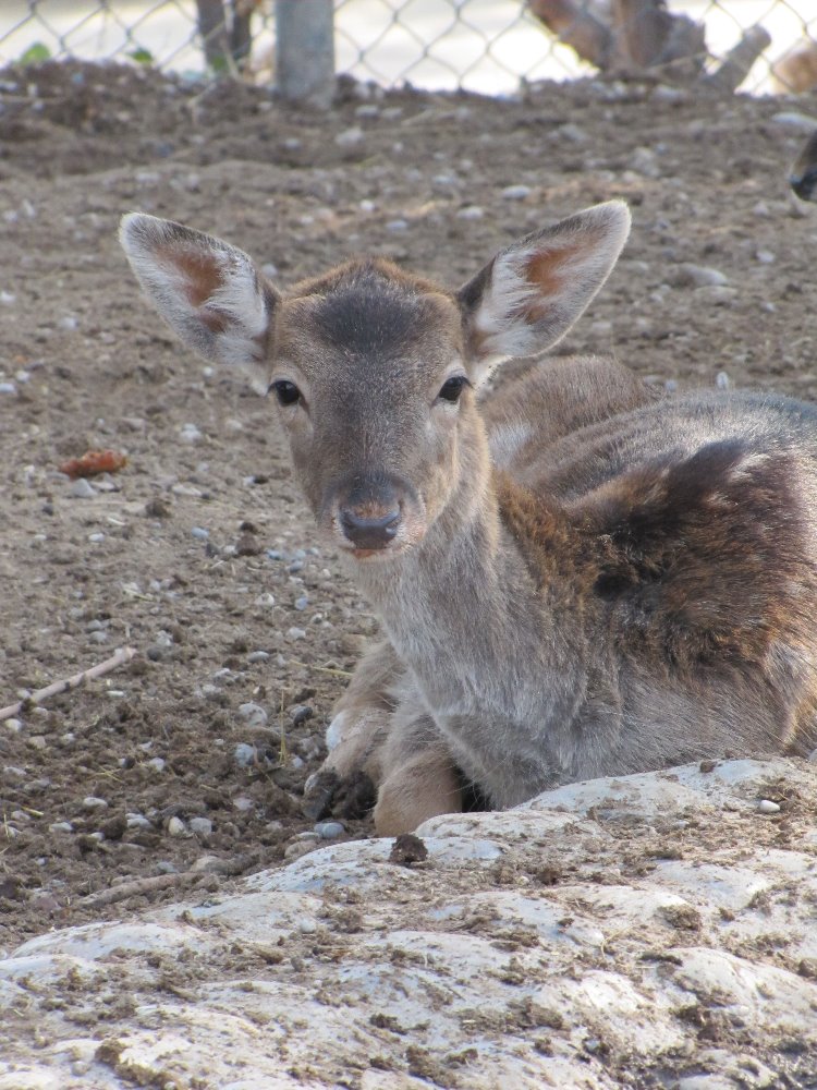 European fallow deer