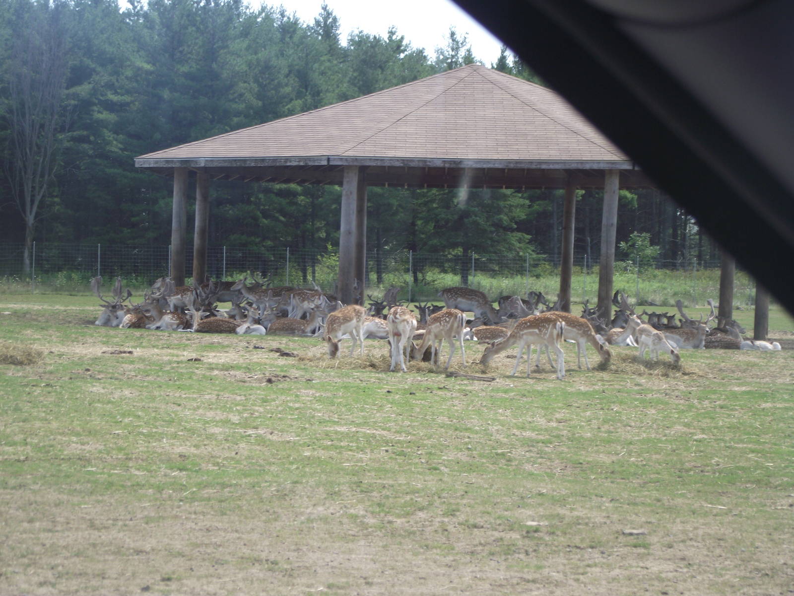 European Fallow Deer