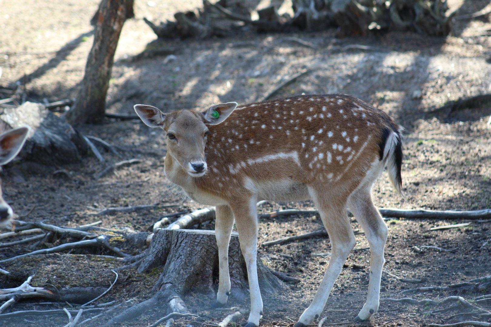 European Fallow Deer