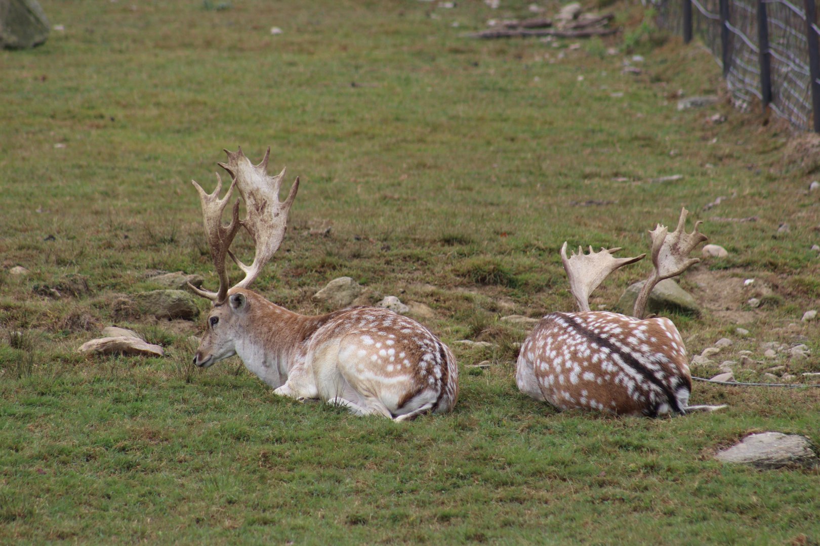 European Fallow Deer