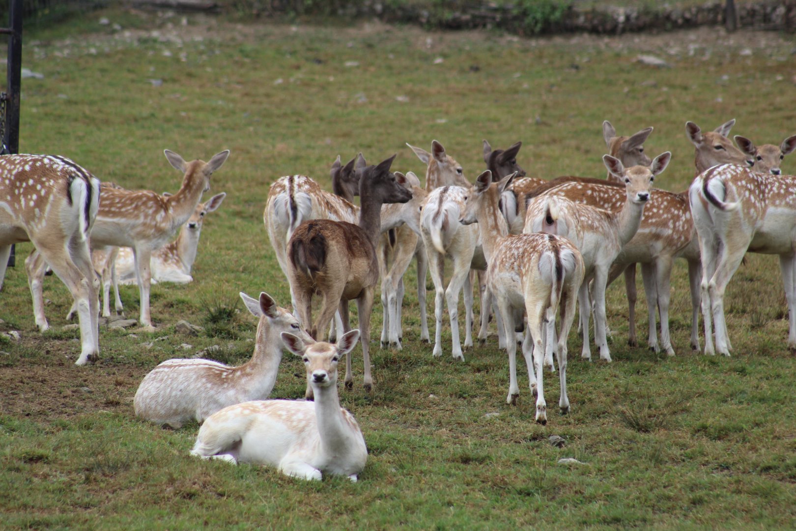 European Fallow Deer