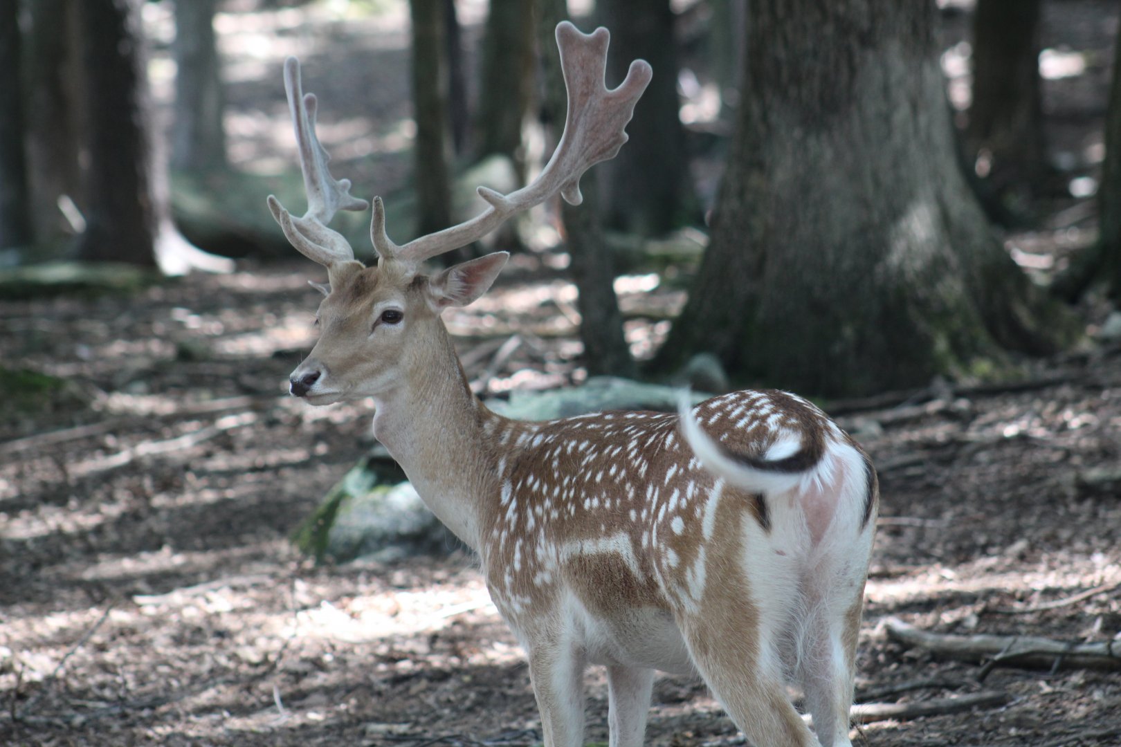 European Fallow Deer