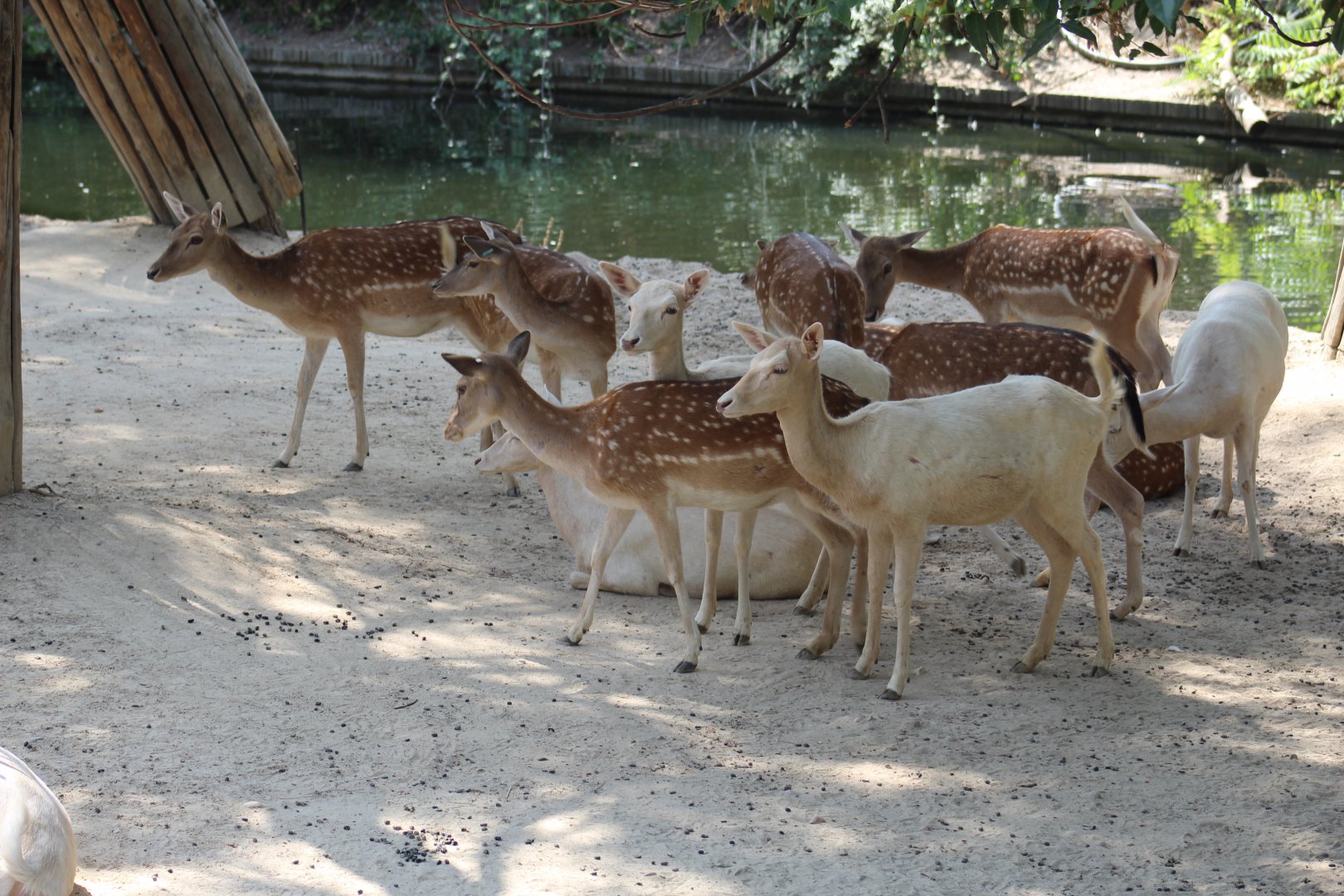 European Fallow Deer
