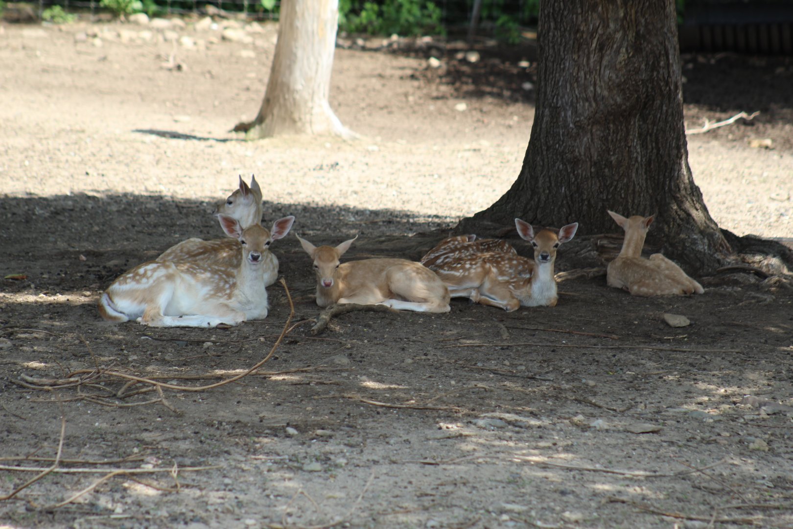 European Fallow Deer