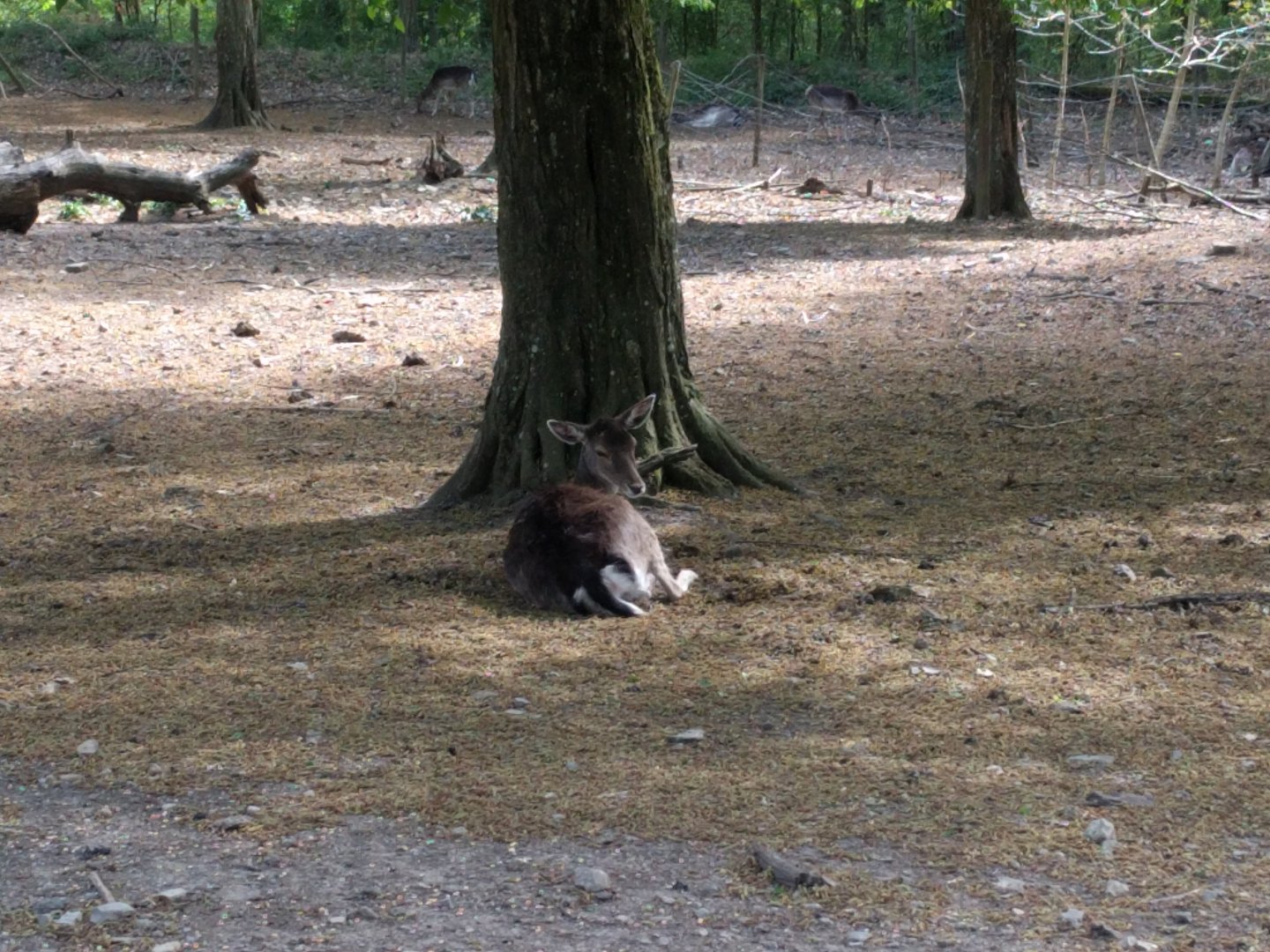 European fallow deer