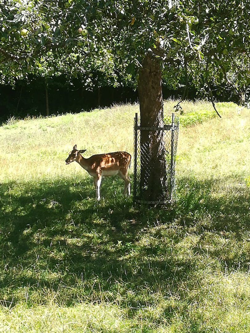 European fallow deer