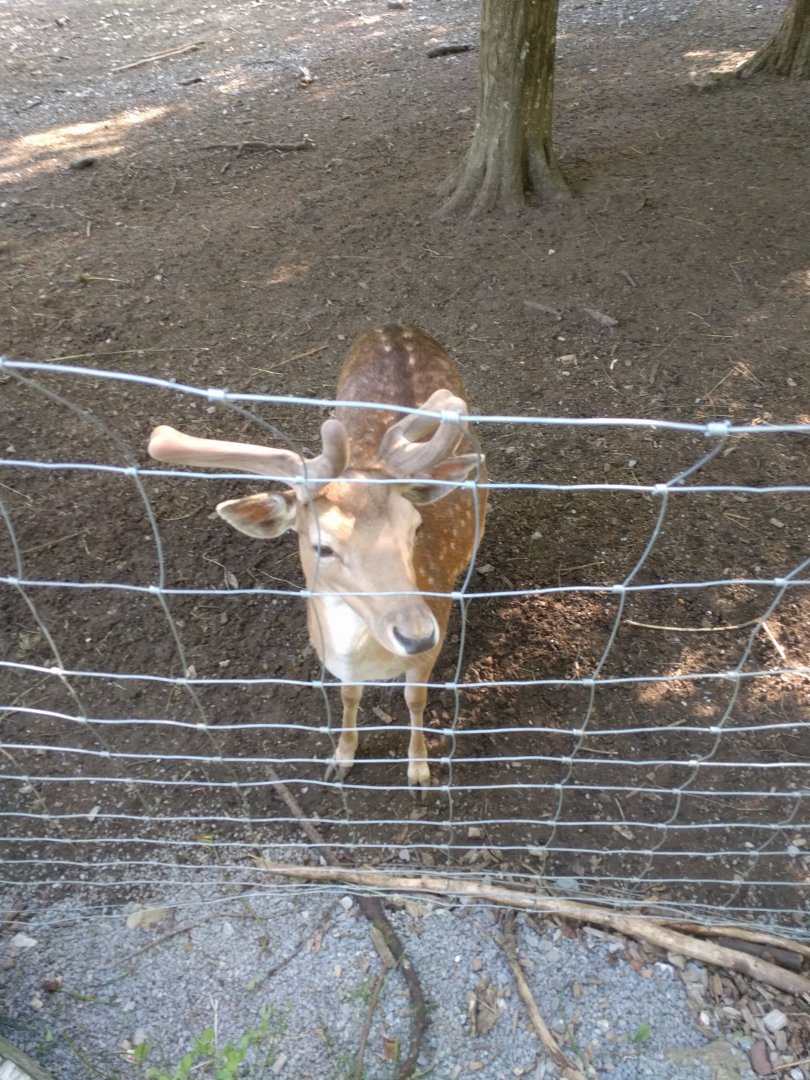 European fallow deer