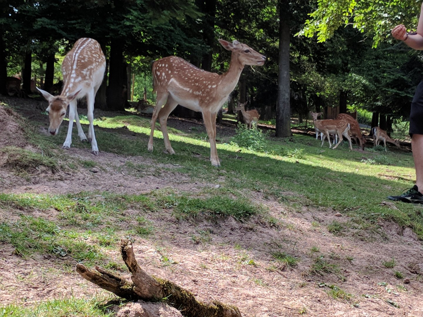 European Fallow Deer