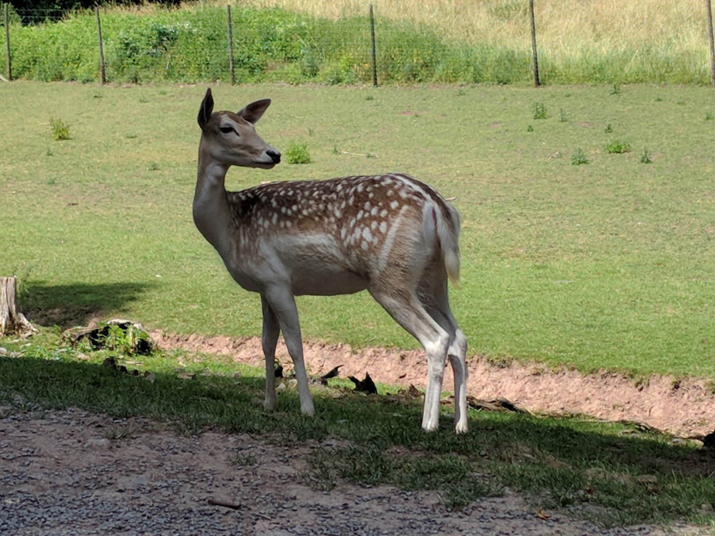 European Fallow Deer