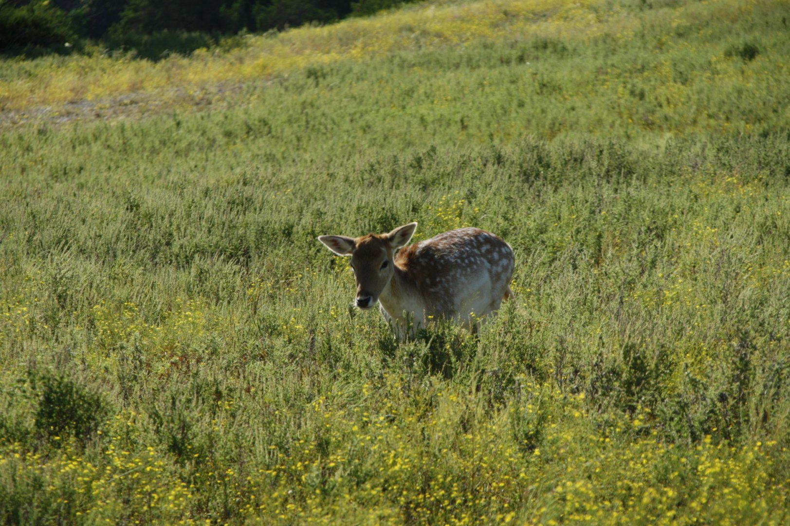 European Fallow Deer
