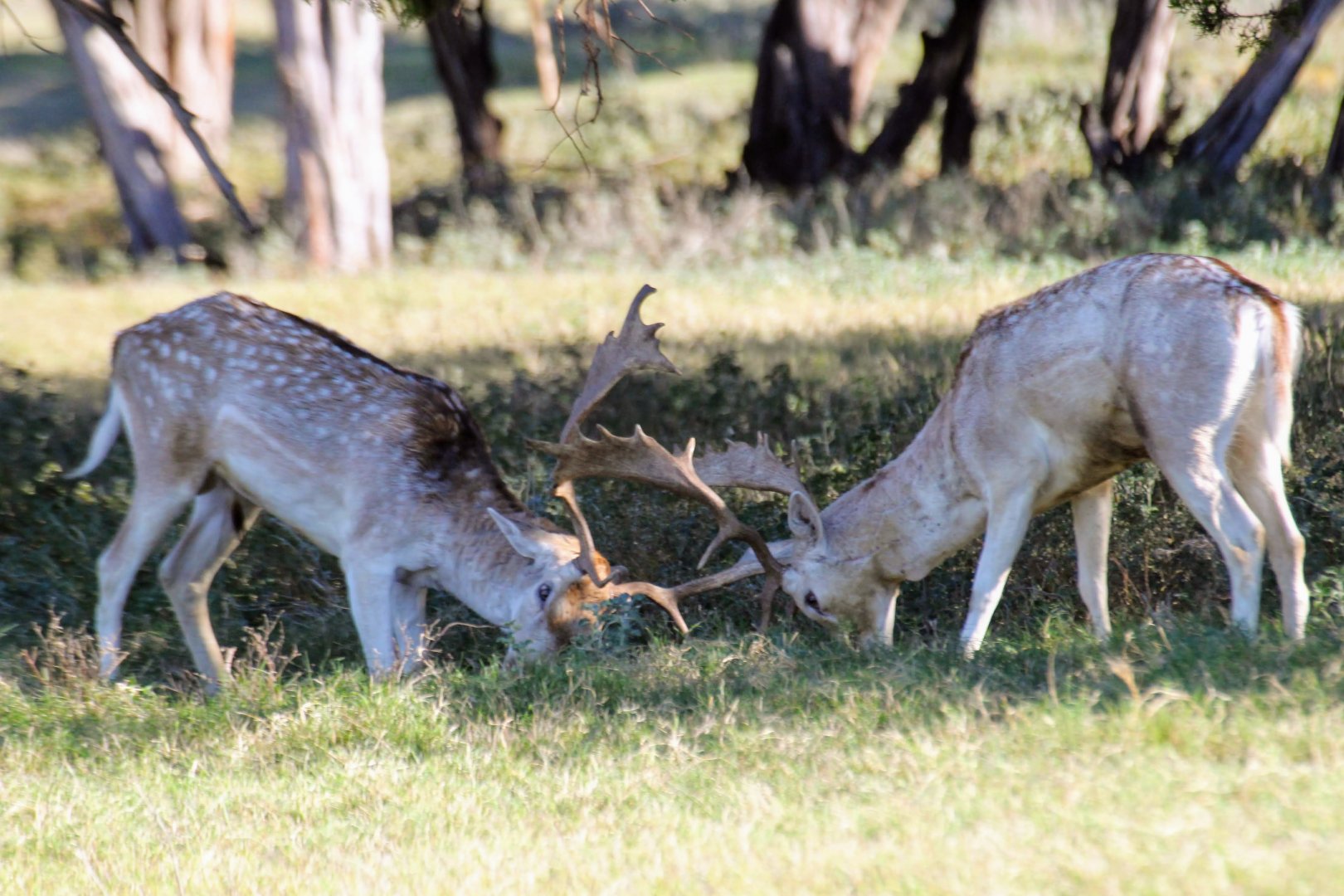 European Fallow Deer