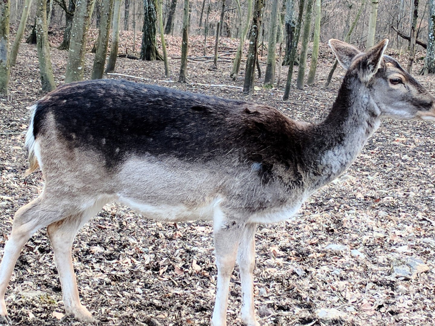 European fallow Deer
