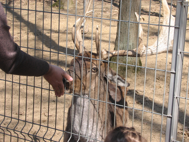 European fallow deer
