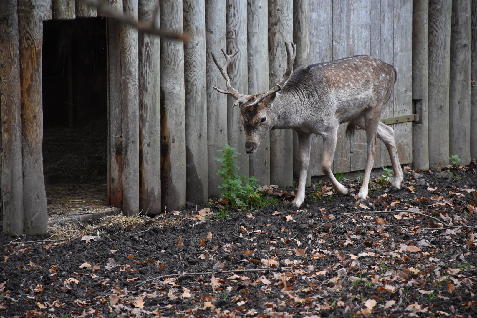 European fallow deer