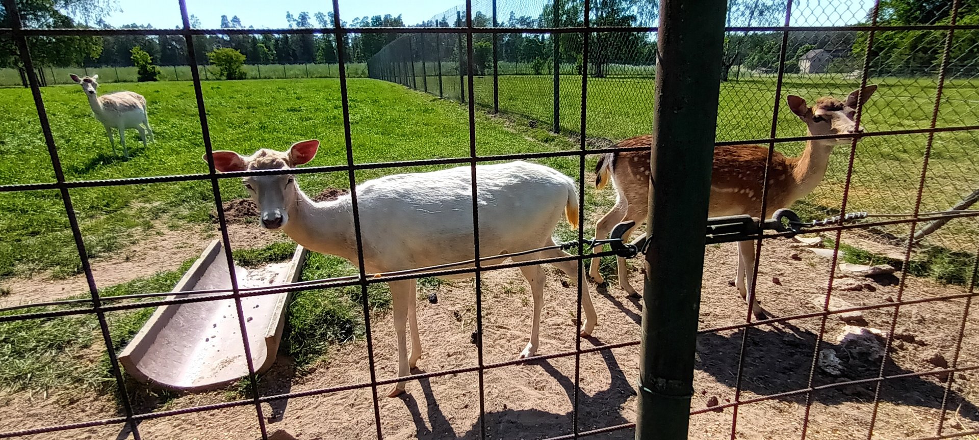European fallow Deer
