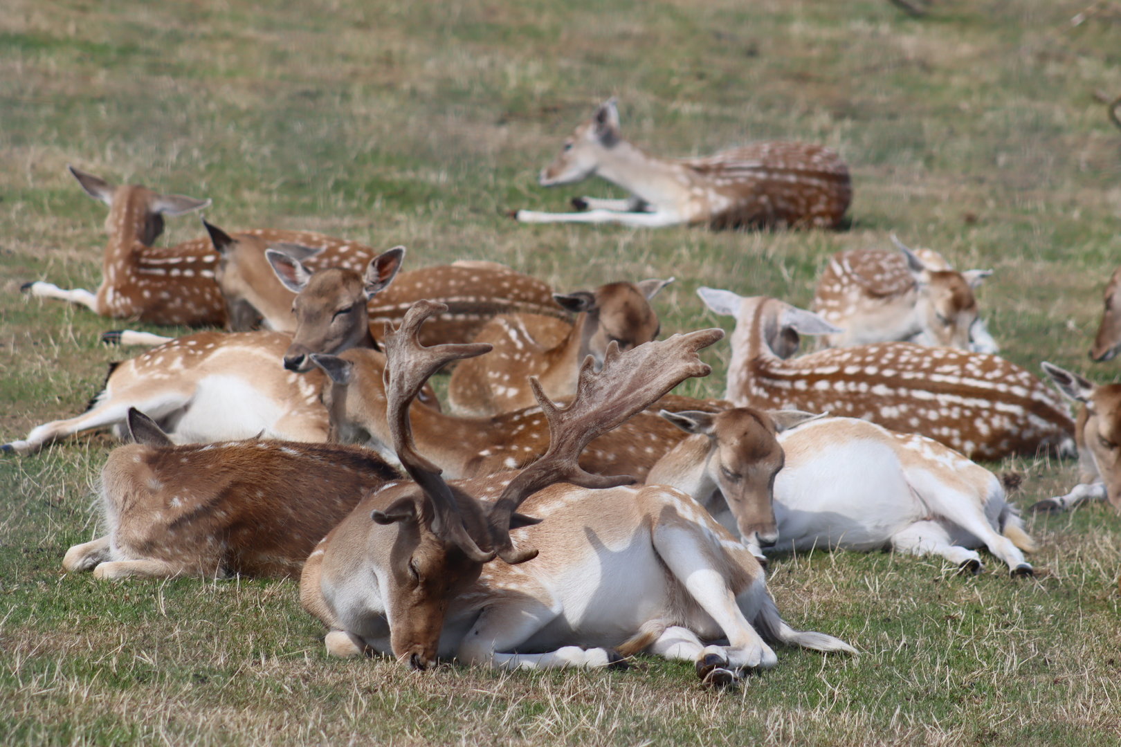 European Fallow Deer
