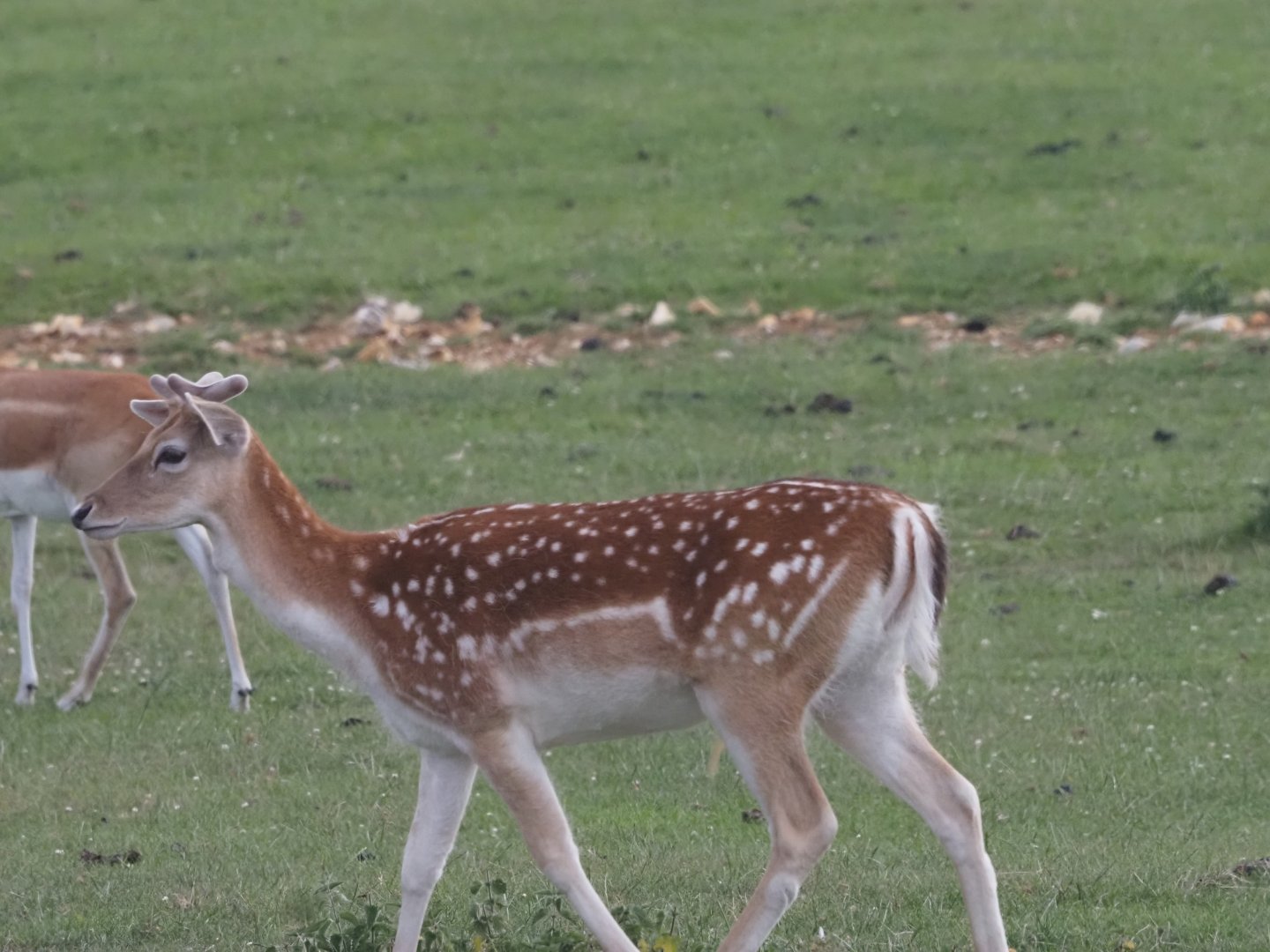 European Fallow Deer