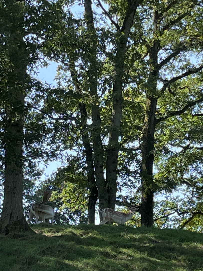 European fallow deer