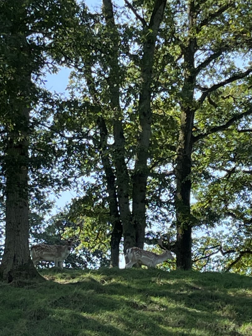 European fallow deer