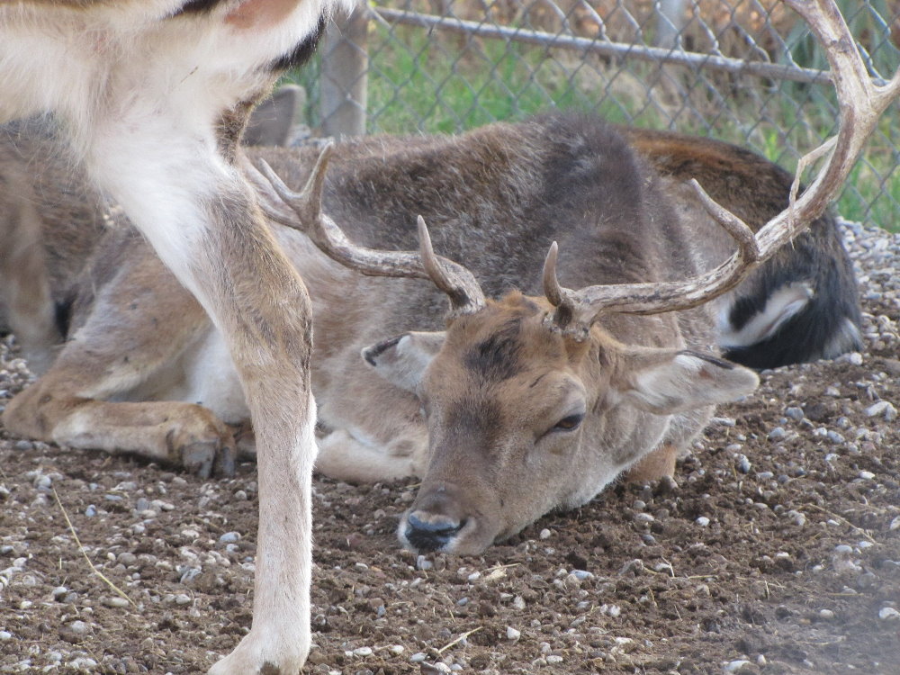 European fallow deer2