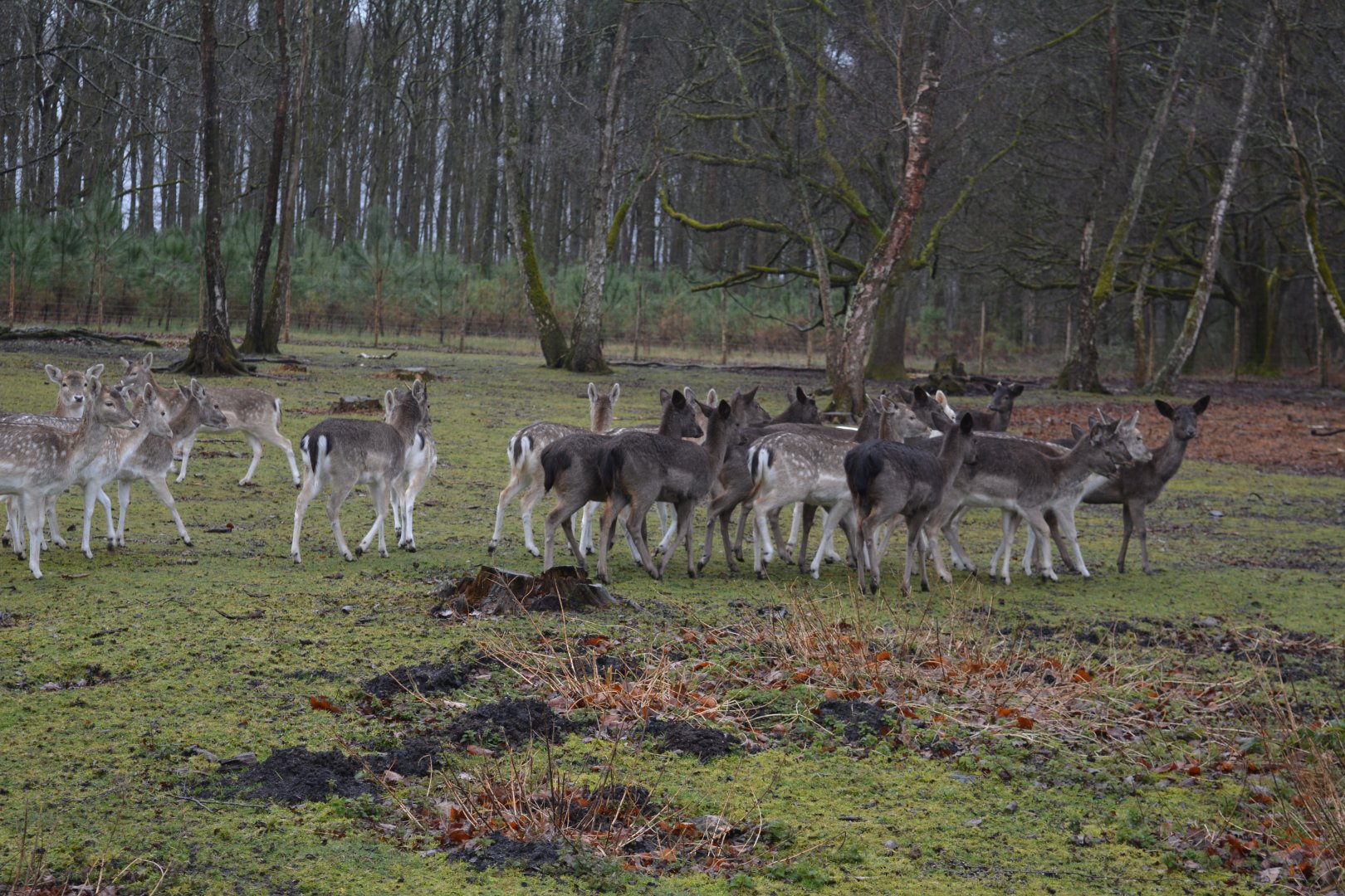 European fallow deers