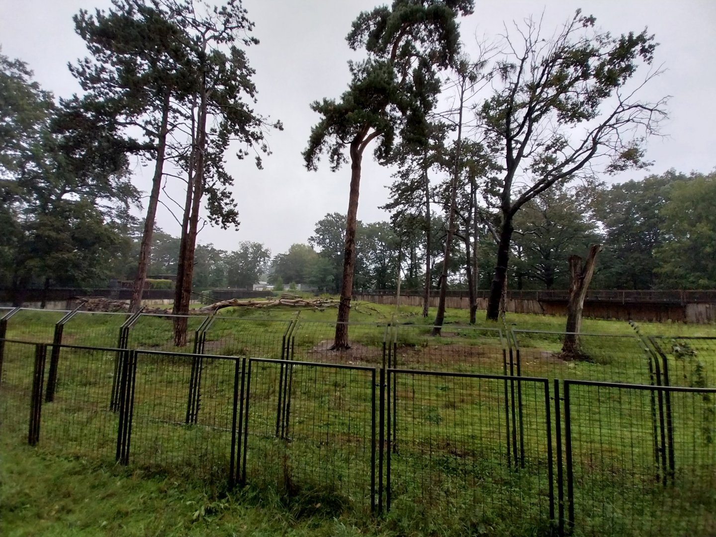 European faune - Barbary macaque enclosure