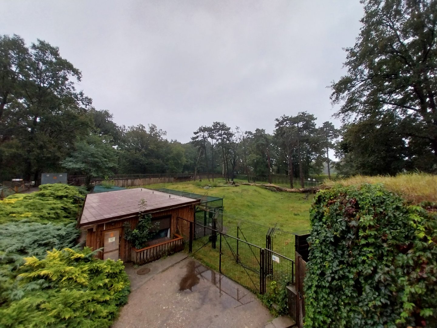 European faune - Barbary macaque enclosure