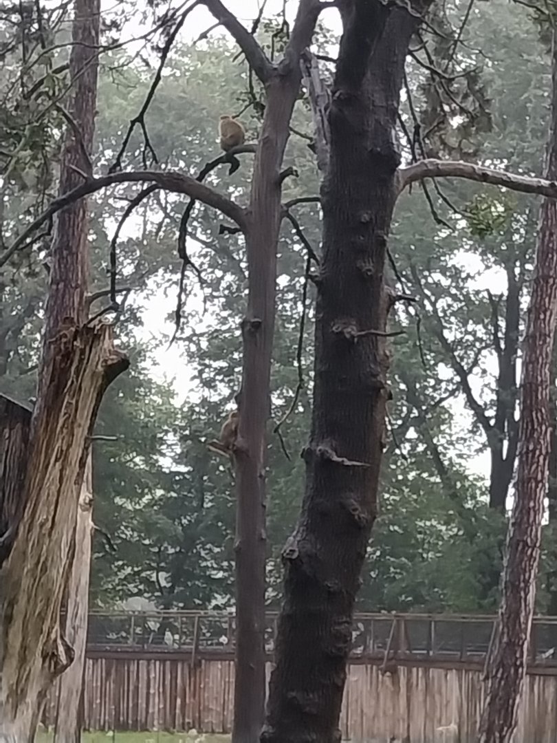 European faune - Barbary macaque (Macaca sylvanus)