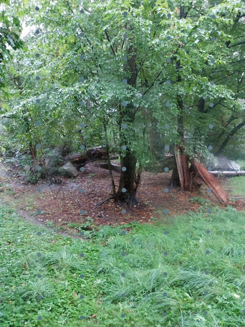 European faune - Eurasian lynx enclosure