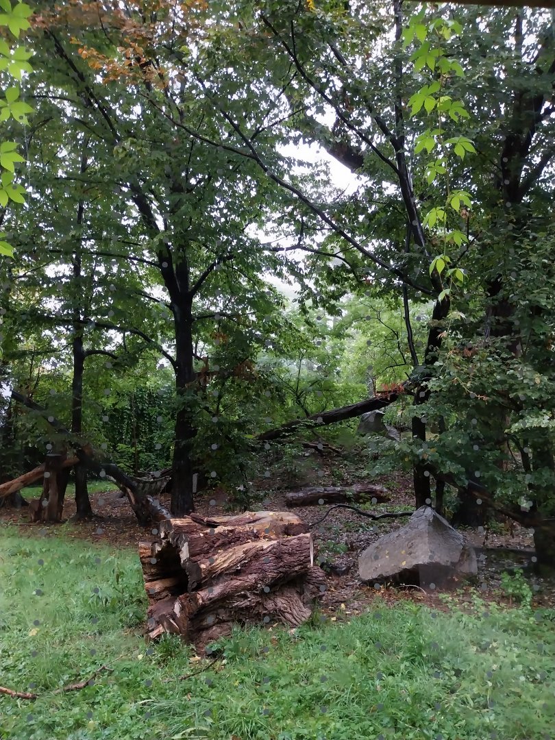 European faune - Eurasian lynx enclosure