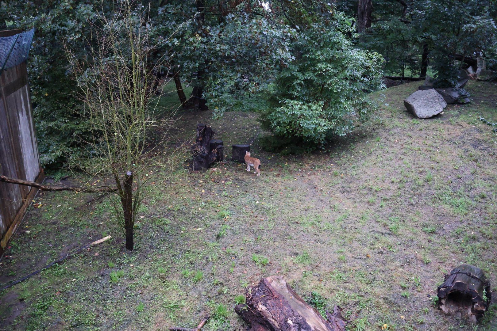 European faune - Eurasian lynx (Lynx lynx)
