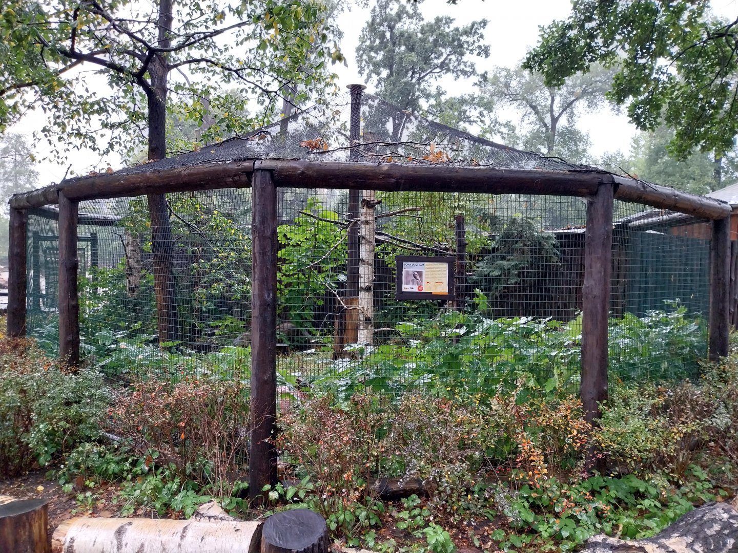 European faune - Eurasian northern hawk-owl aviary