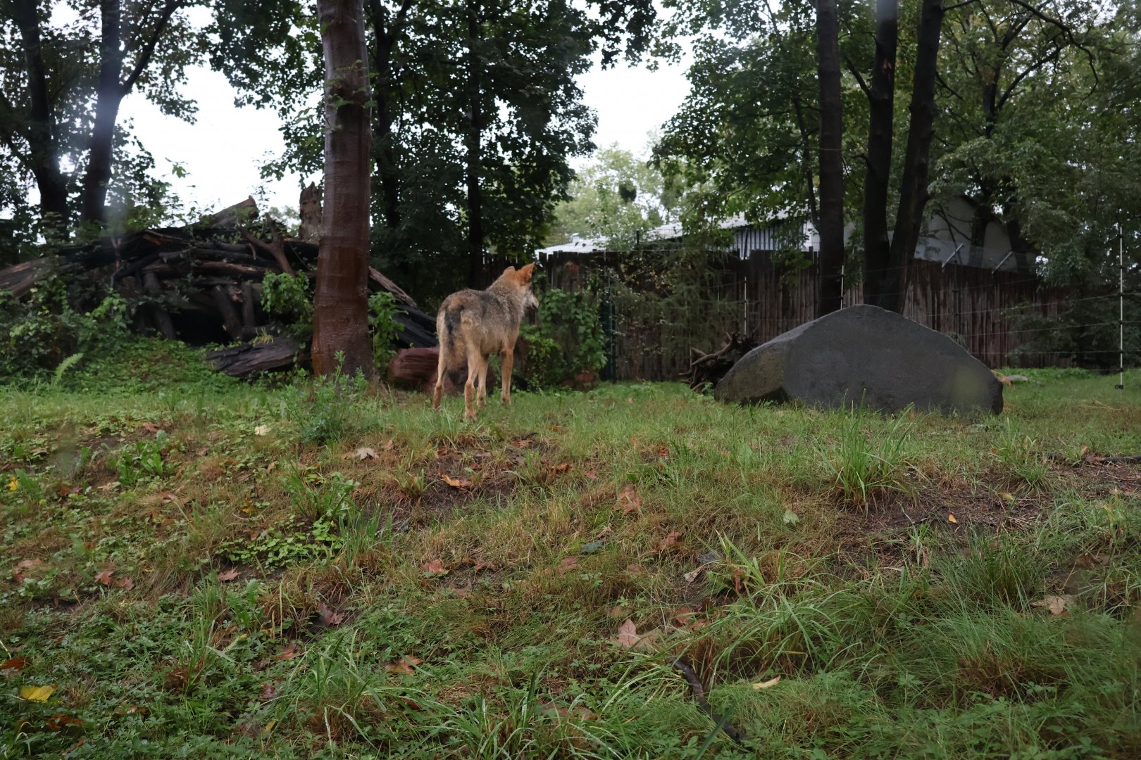European faune - Eurasian wolf (Canis lupus lupus)
