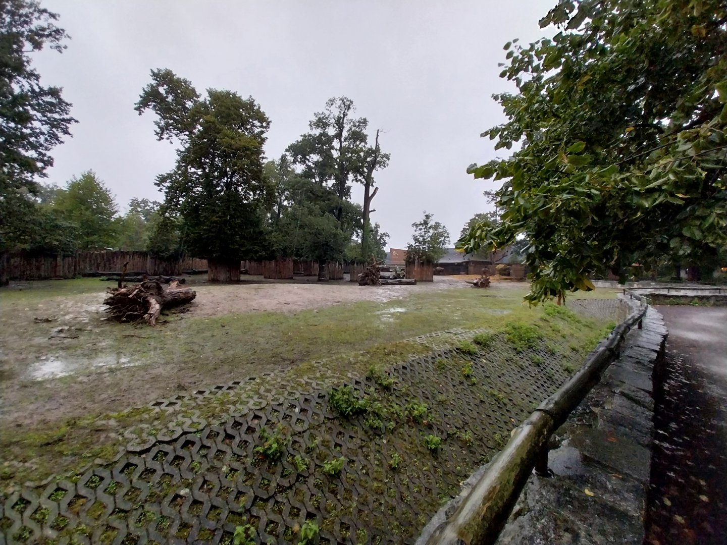 European faune - European lowland-bison enclosure