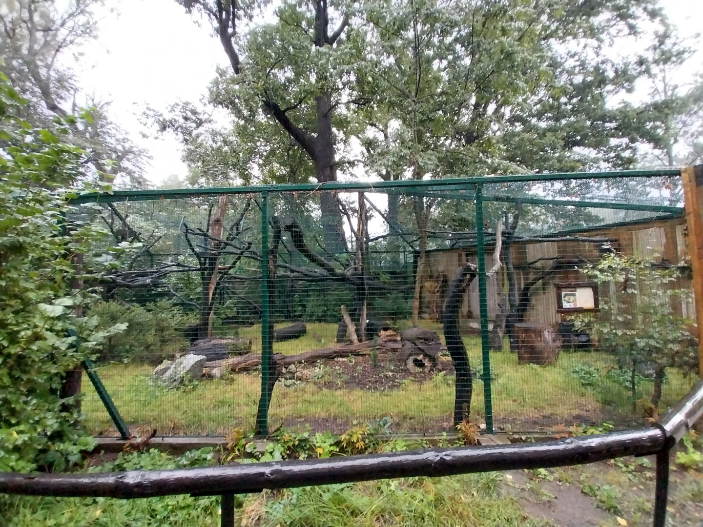 European faune - European wildcat enclosure