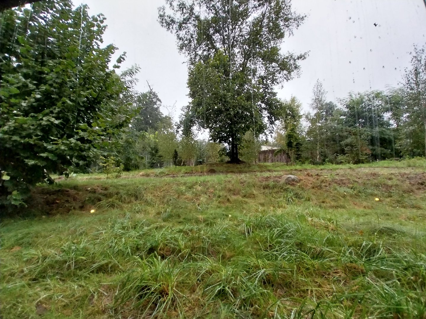 European faune - Wolf's den