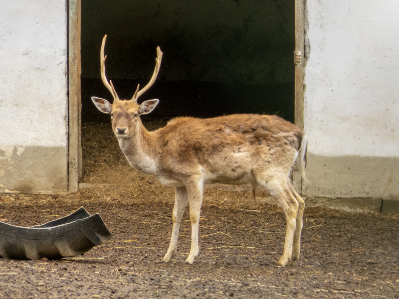 European fellow deer / Dama dama