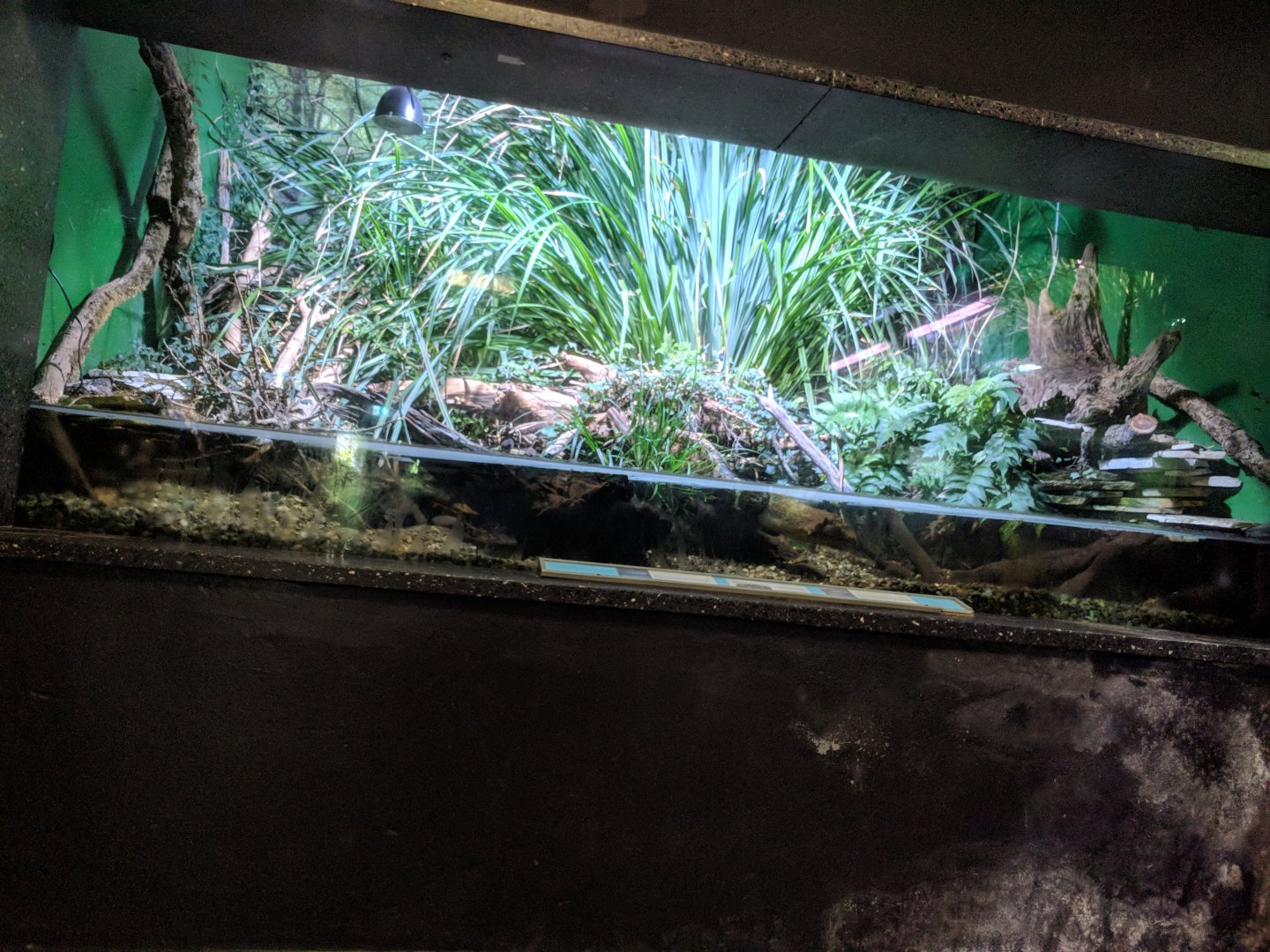 European fiery Salamander Enclosure